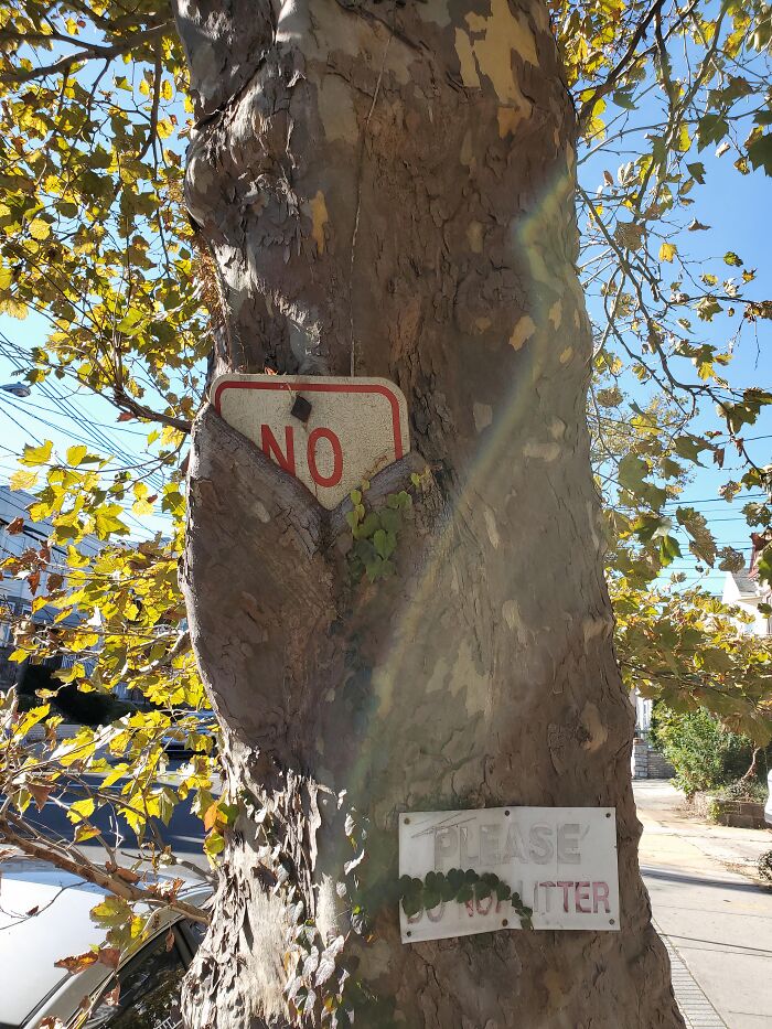 77 Unsettling Yet Fascinating Pictures Of Trees Eating Things People Left Behind