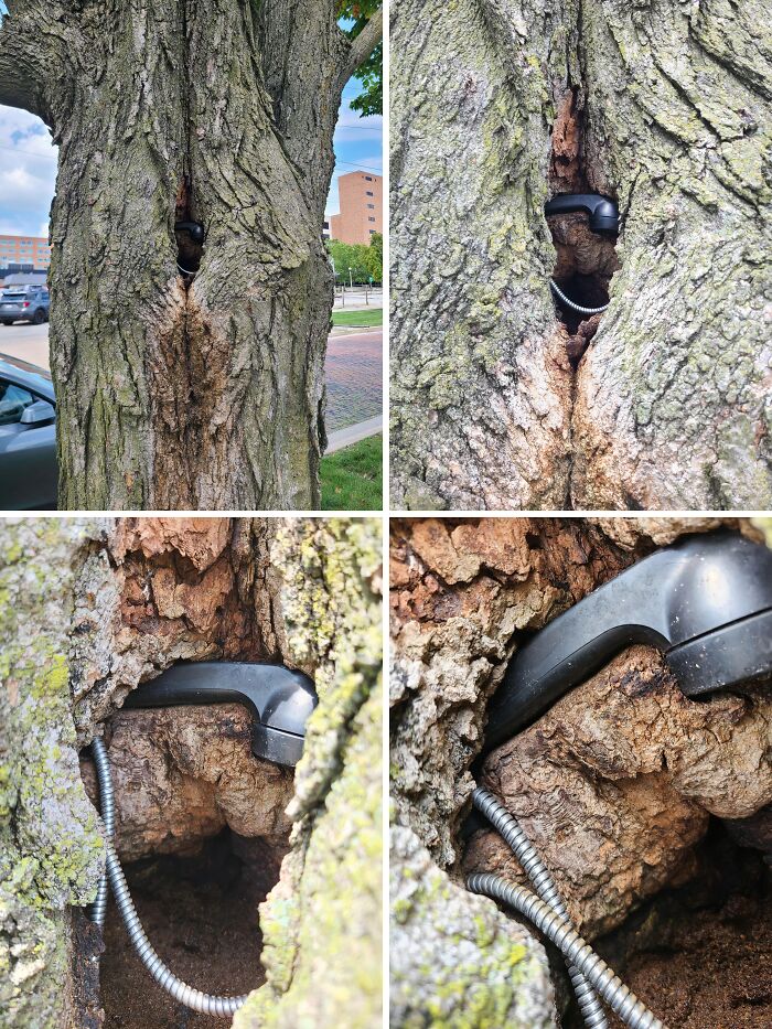 77 Unsettling Yet Fascinating Pictures Of Trees Eating Things People Left Behind