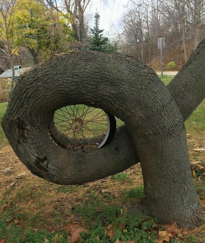 77 Unsettling Yet Fascinating Pictures Of Trees Eating Things People Left Behind