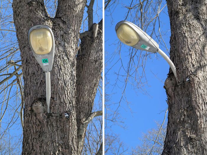 77 Unsettling Yet Fascinating Pictures Of Trees Eating Things People Left Behind