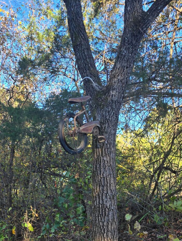 77 Unsettling Yet Fascinating Pictures Of Trees Eating Things People Left Behind