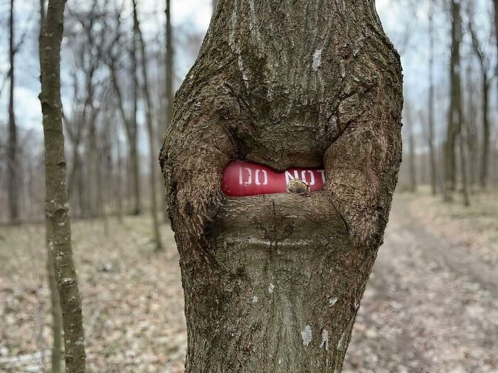 77 Unsettling Yet Fascinating Pictures Of Trees Eating Things People Left Behind