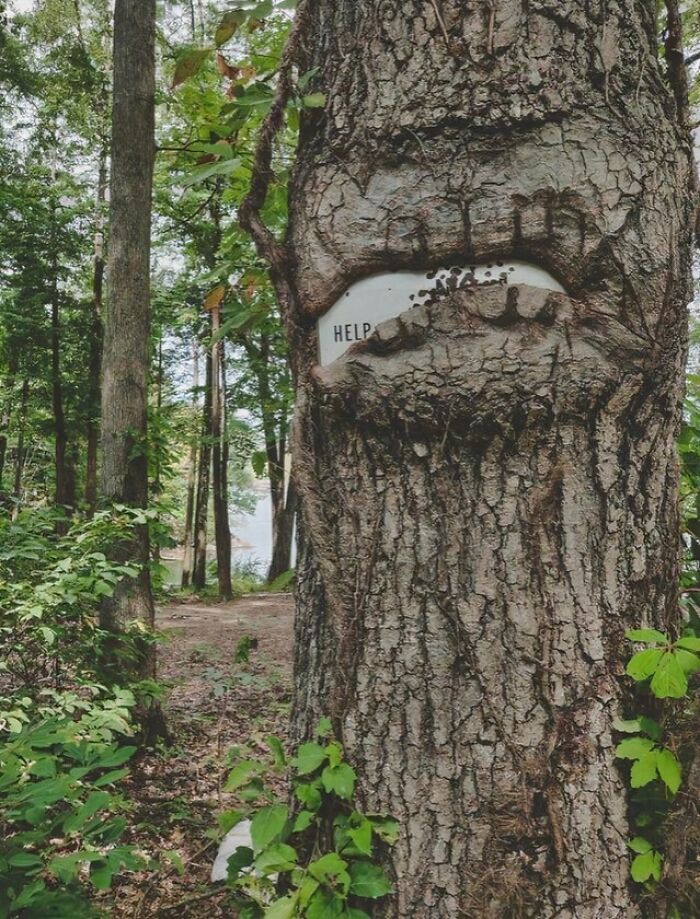 77 Unsettling Yet Fascinating Pictures Of Trees Eating Things People Left Behind