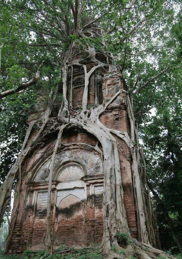 77 Unsettling Yet Fascinating Pictures Of Trees Eating Things People Left Behind