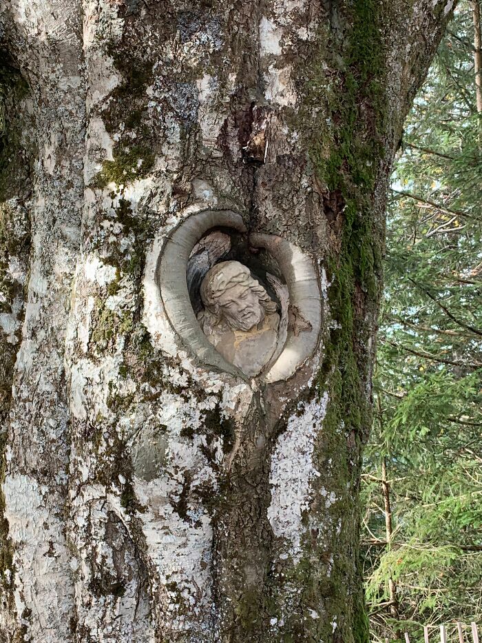 77 Unsettling Yet Fascinating Pictures Of Trees Eating Things People Left Behind