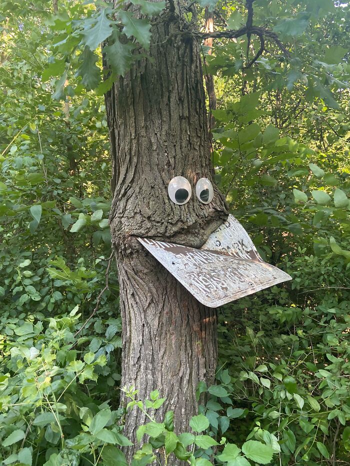 77 Unsettling Yet Fascinating Pictures Of Trees Eating Things People Left Behind