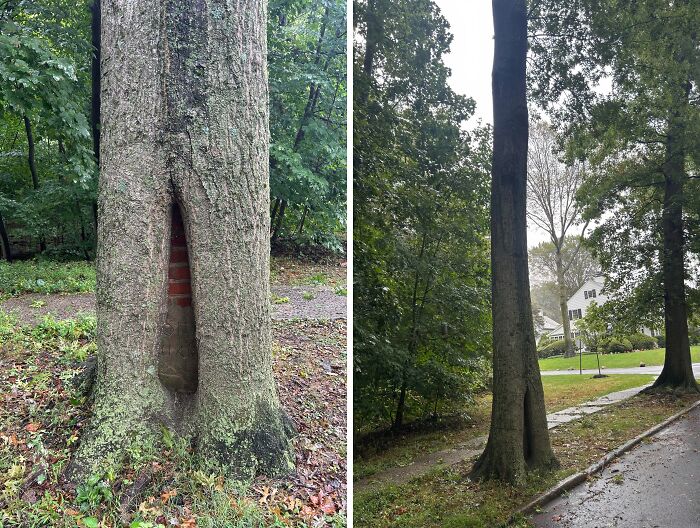77 Unsettling Yet Fascinating Pictures Of Trees Eating Things People Left Behind