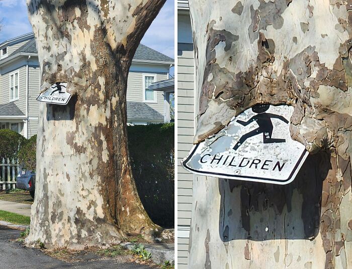 77 Unsettling Yet Fascinating Pictures Of Trees Eating Things People Left Behind