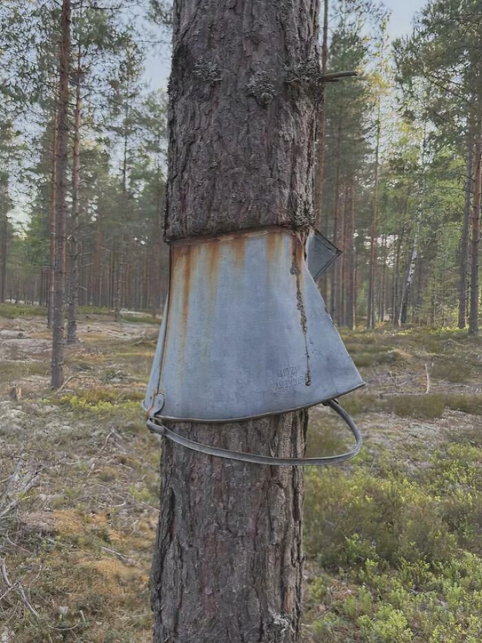 77 Unsettling Yet Fascinating Pictures Of Trees Eating Things People Left Behind