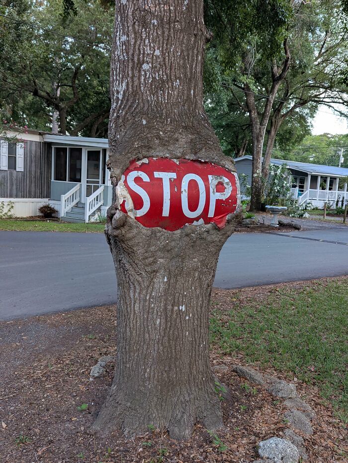 77 Unsettling Yet Fascinating Pictures Of Trees Eating Things People Left Behind