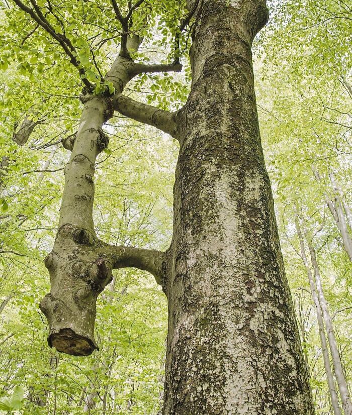 77 Unsettling Yet Fascinating Pictures Of Trees Eating Things People Left Behind