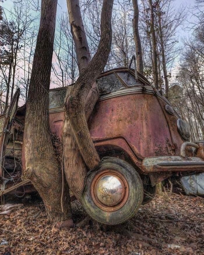 77 Unsettling Yet Fascinating Pictures Of Trees Eating Things People Left Behind