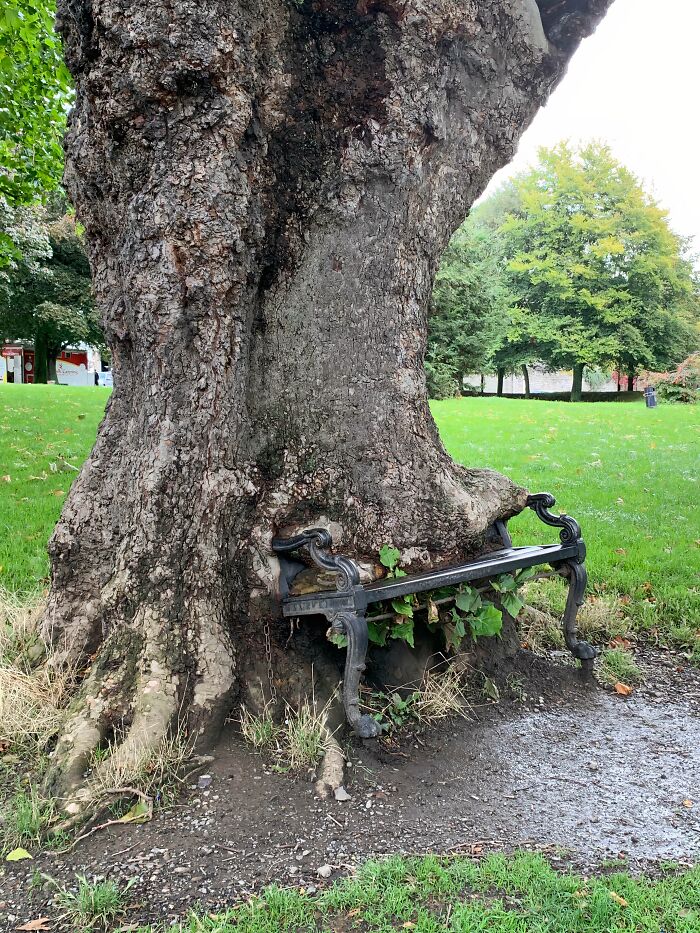 77 Unsettling Yet Fascinating Pictures Of Trees Eating Things People Left Behind