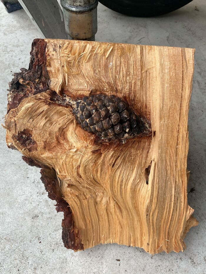 77 Unsettling Yet Fascinating Pictures Of Trees Eating Things People Left Behind
