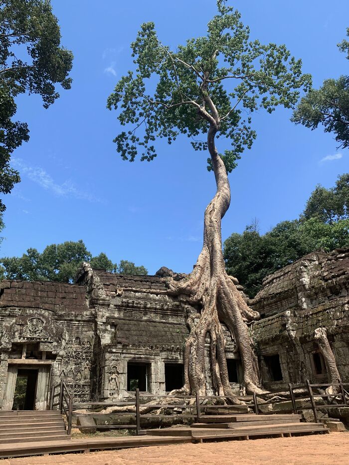 77 Unsettling Yet Fascinating Pictures Of Trees Eating Things People Left Behind