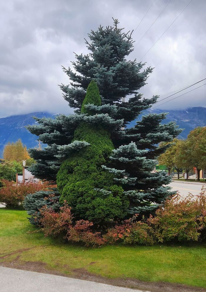 77 Unsettling Yet Fascinating Pictures Of Trees Eating Things People Left Behind