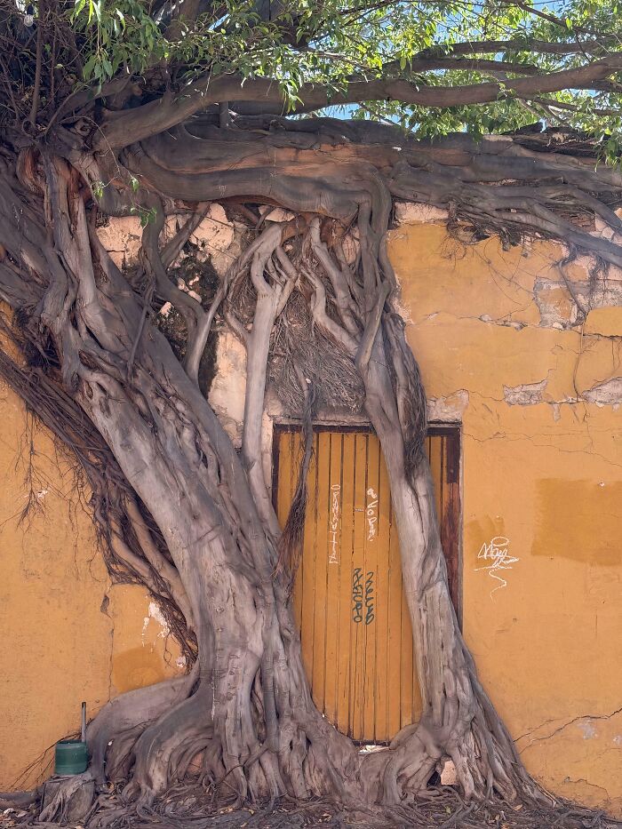 77 Unsettling Yet Fascinating Pictures Of Trees Eating Things People Left Behind