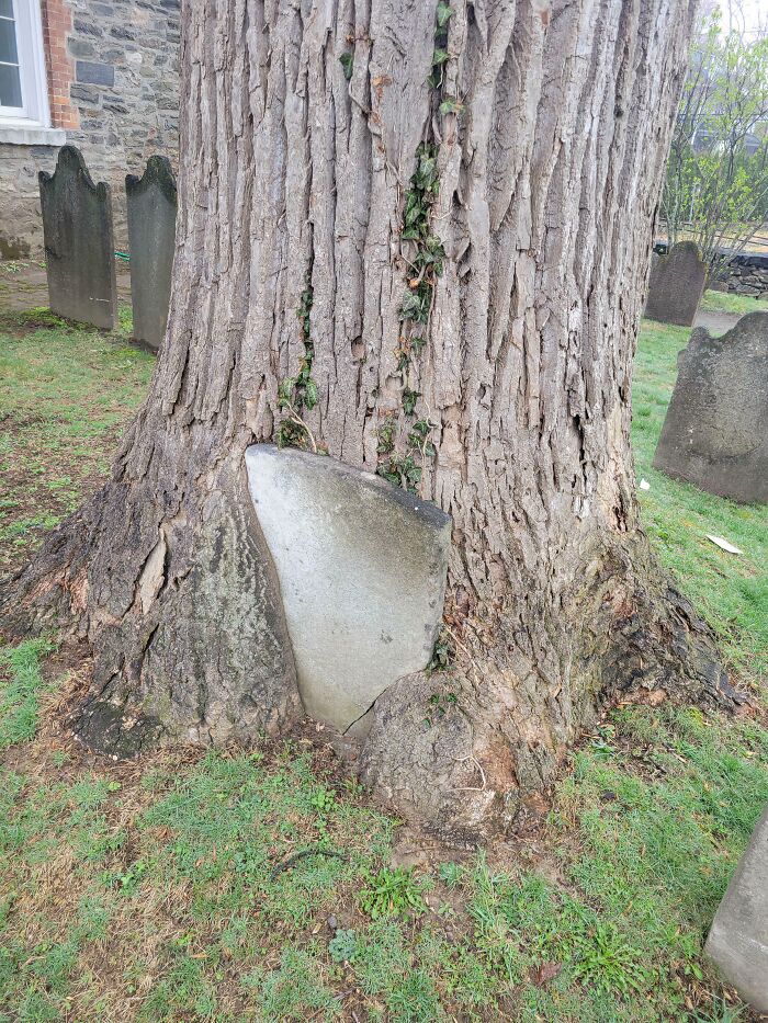 77 Unsettling Yet Fascinating Pictures Of Trees Eating Things People Left Behind