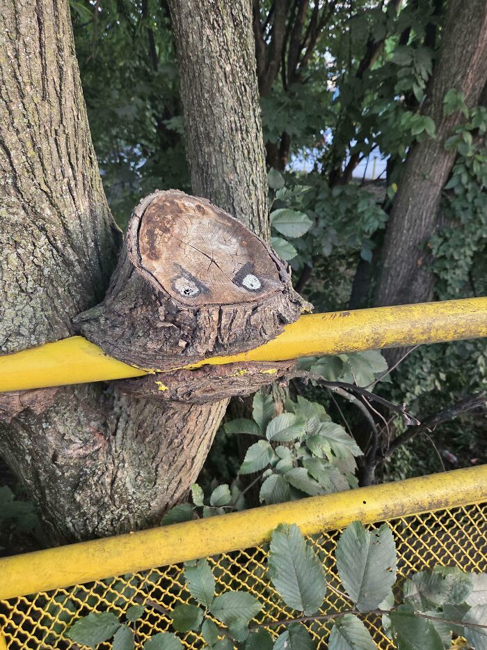 77 Unsettling Yet Fascinating Pictures Of Trees Eating Things People Left Behind