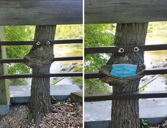 77 Unsettling Yet Fascinating Pictures Of Trees Eating Things People Left Behind