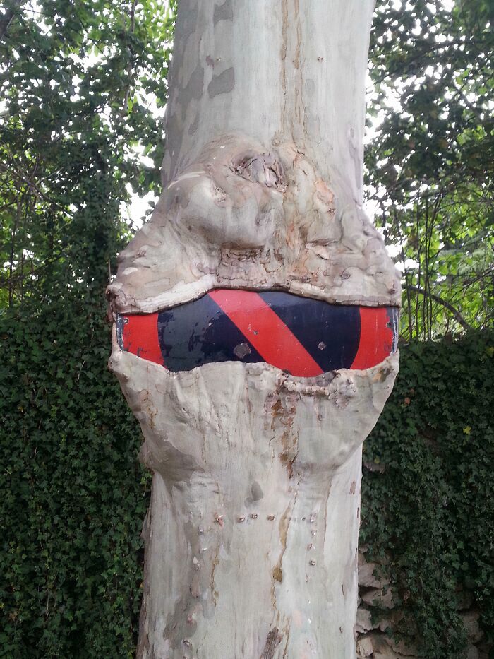 77 Unsettling Yet Fascinating Pictures Of Trees Eating Things People Left Behind