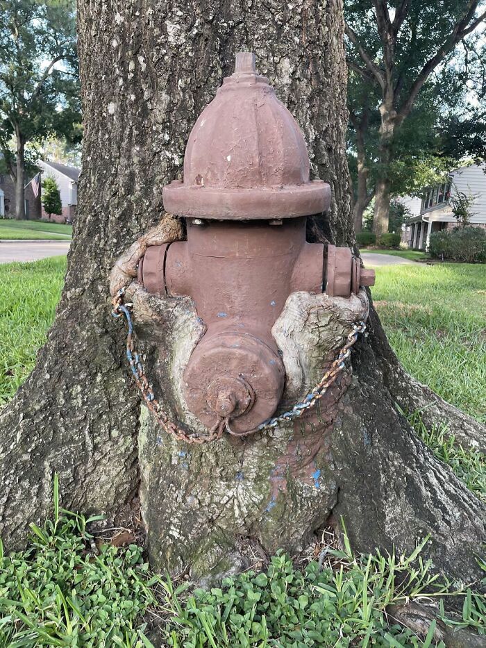 77 Unsettling Yet Fascinating Pictures Of Trees Eating Things People Left Behind
