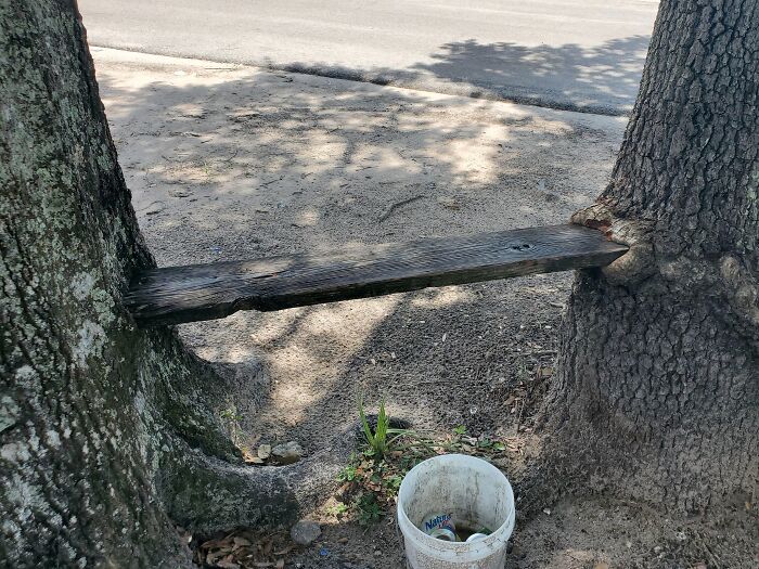77 Unsettling Yet Fascinating Pictures Of Trees Eating Things People Left Behind