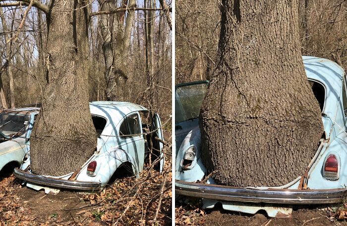 77 Unsettling Yet Fascinating Pictures Of Trees Eating Things People Left Behind