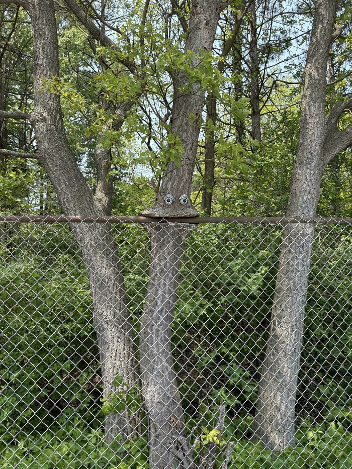 77 Unsettling Yet Fascinating Pictures Of Trees Eating Things People Left Behind