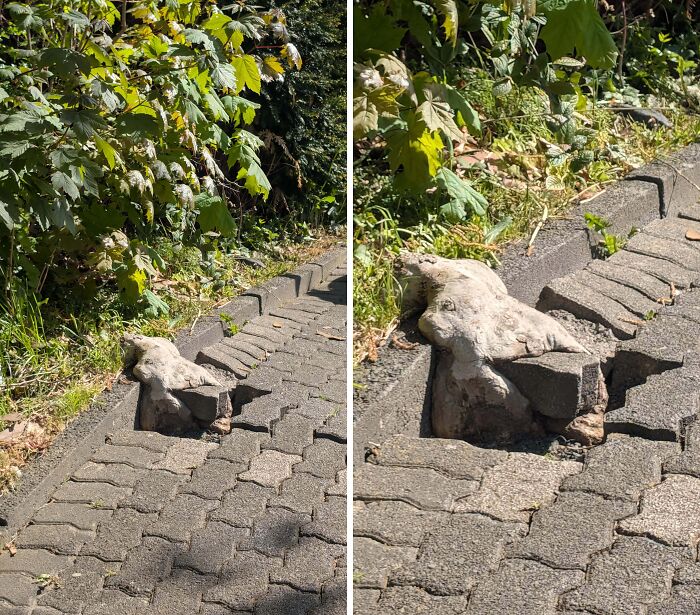 77 Unsettling Yet Fascinating Pictures Of Trees Eating Things People Left Behind