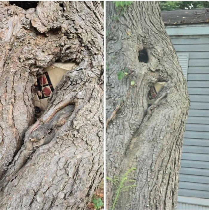 77 Unsettling Yet Fascinating Pictures Of Trees Eating Things People Left Behind