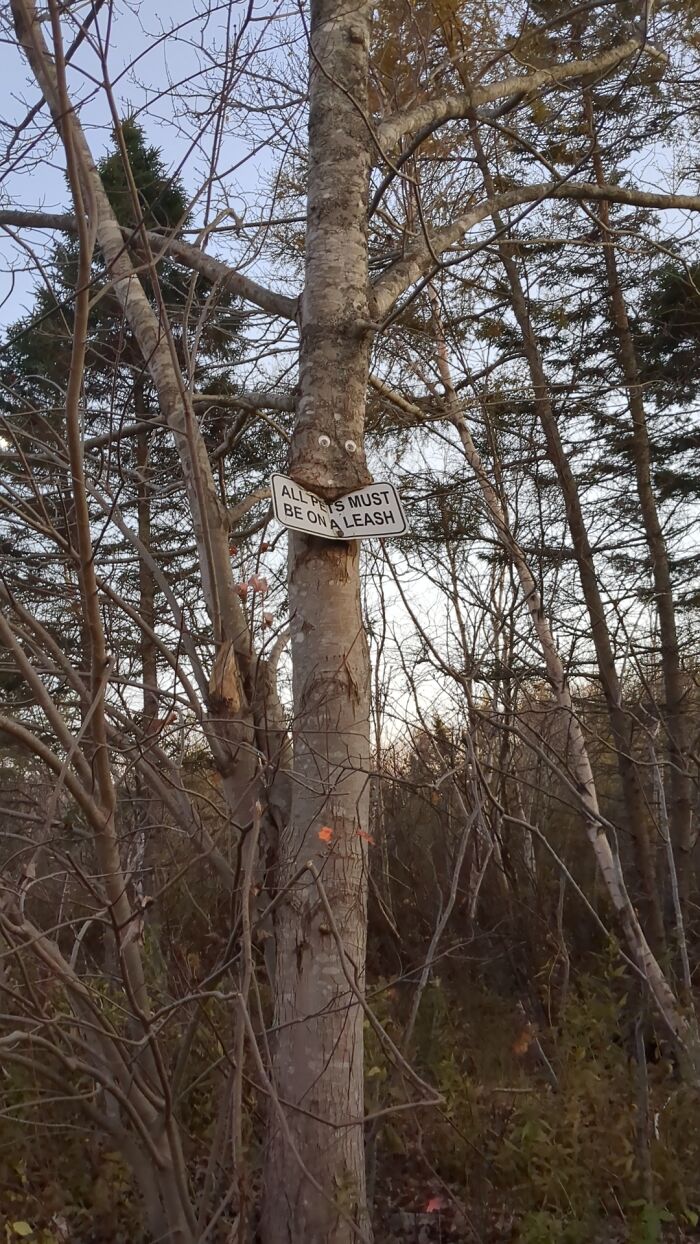 77 Unsettling Yet Fascinating Pictures Of Trees Eating Things People Left Behind