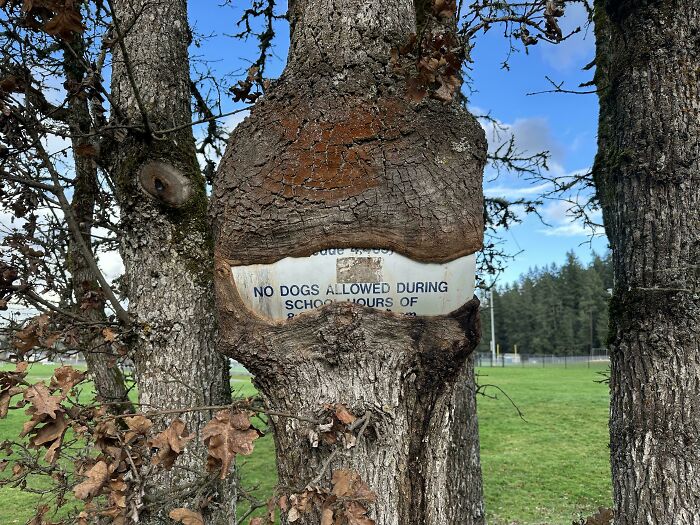 77 Unsettling Yet Fascinating Pictures Of Trees Eating Things People Left Behind