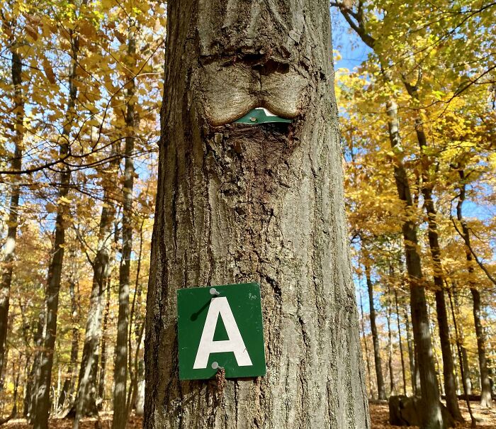 77 Unsettling Yet Fascinating Pictures Of Trees Eating Things People Left Behind