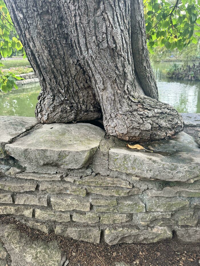 77 Unsettling Yet Fascinating Pictures Of Trees Eating Things People Left Behind