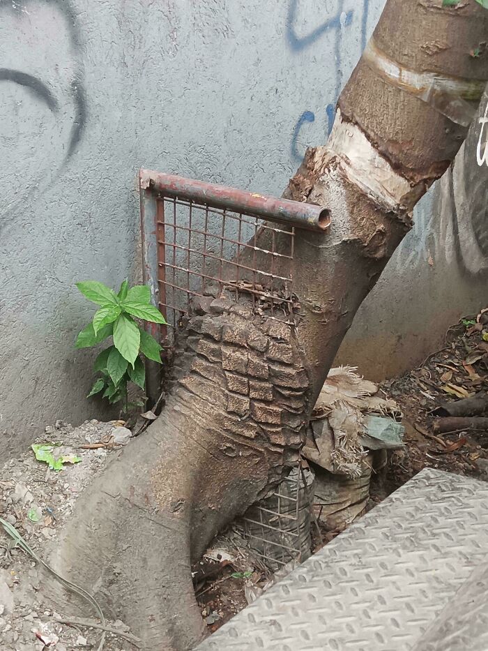 77 Unsettling Yet Fascinating Pictures Of Trees Eating Things People Left Behind