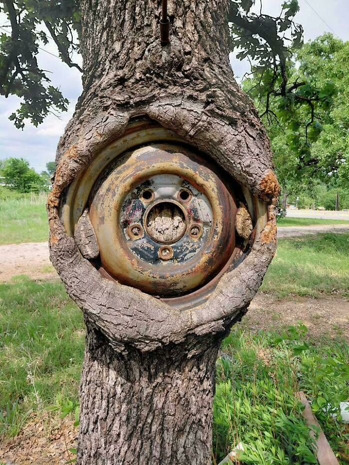 77 Unsettling Yet Fascinating Pictures Of Trees Eating Things People Left Behind