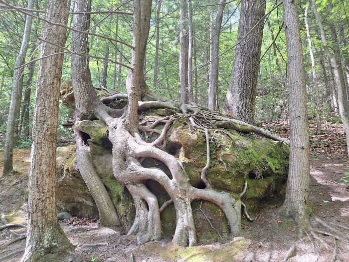 77 Unsettling Yet Fascinating Pictures Of Trees Eating Things People Left Behind