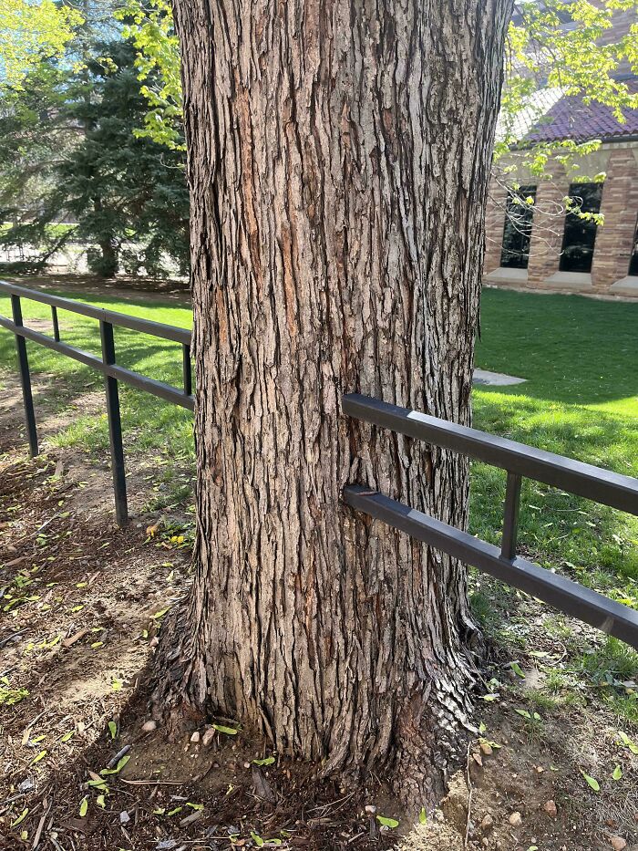 77 Unsettling Yet Fascinating Pictures Of Trees Eating Things People Left Behind