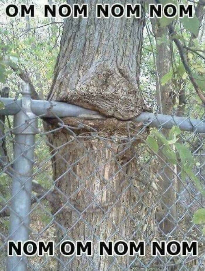 77 Unsettling Yet Fascinating Pictures Of Trees Eating Things People Left Behind