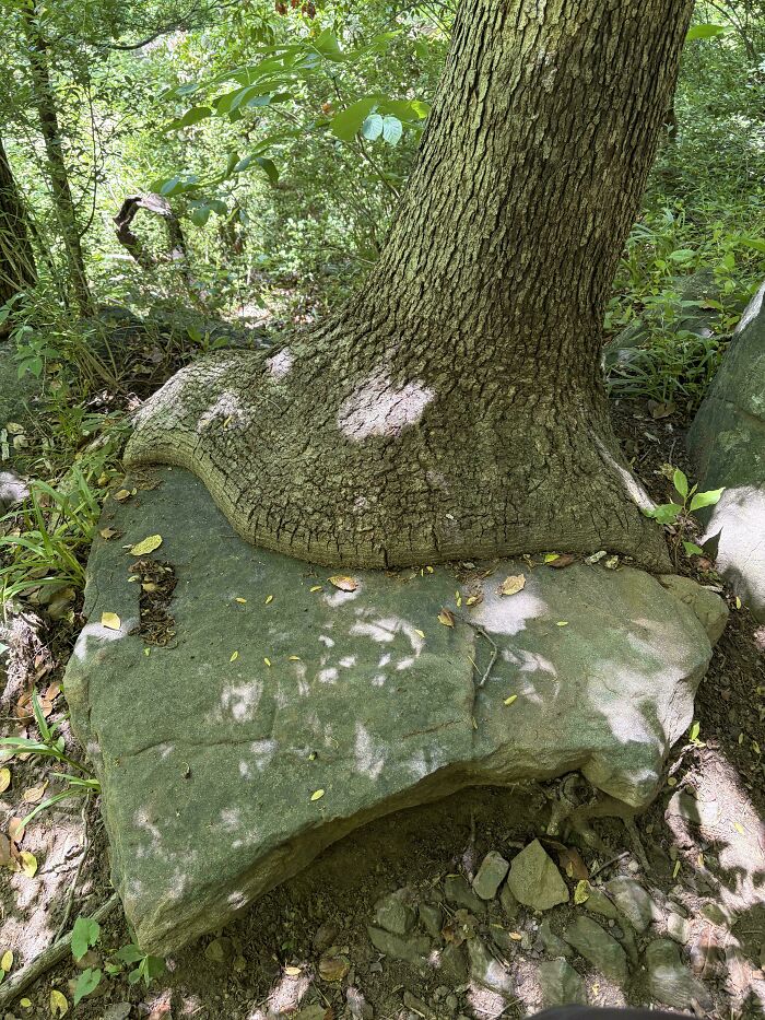 77 Unsettling Yet Fascinating Pictures Of Trees Eating Things People Left Behind