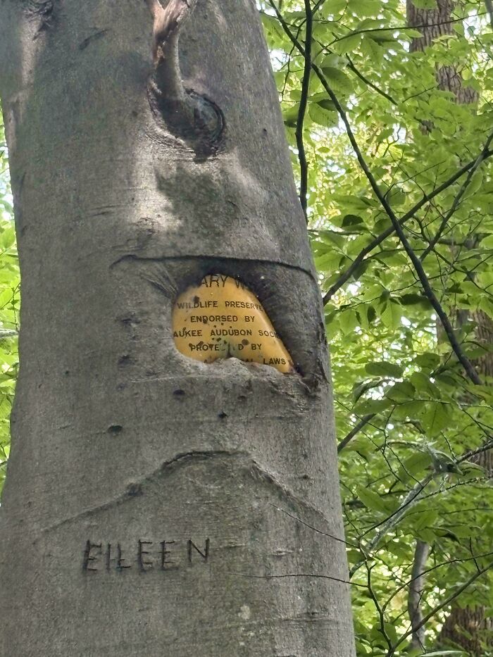 77 Unsettling Yet Fascinating Pictures Of Trees Eating Things People Left Behind