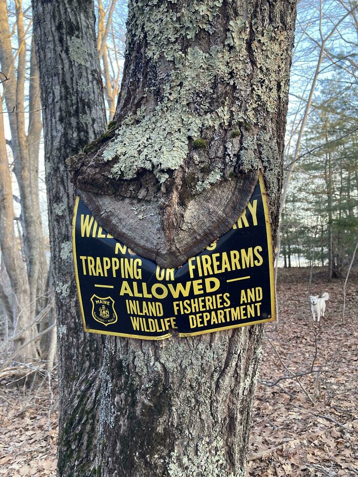 77 Unsettling Yet Fascinating Pictures Of Trees Eating Things People Left Behind