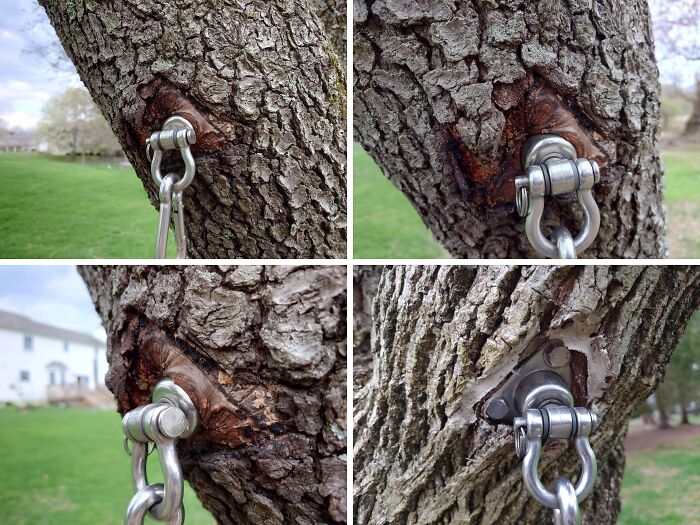 77 Unsettling Yet Fascinating Pictures Of Trees Eating Things People Left Behind