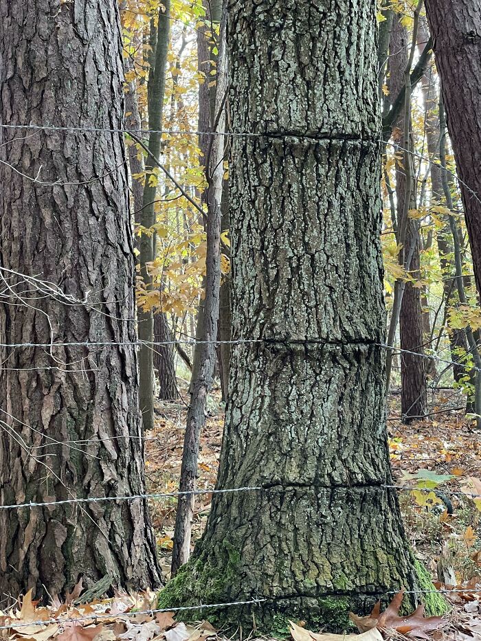 77 Unsettling Yet Fascinating Pictures Of Trees Eating Things People Left Behind