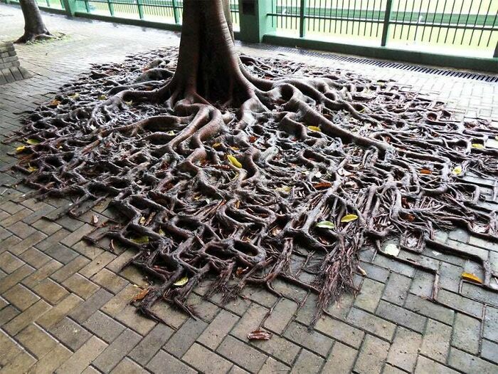 77 Unsettling Yet Fascinating Pictures Of Trees Eating Things People Left Behind