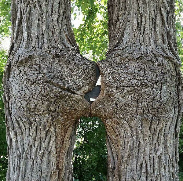 77 Unsettling Yet Fascinating Pictures Of Trees Eating Things People Left Behind