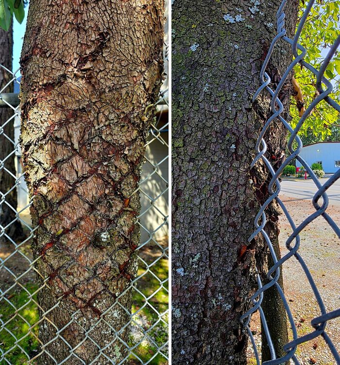 77 Unsettling Yet Fascinating Pictures Of Trees Eating Things People Left Behind