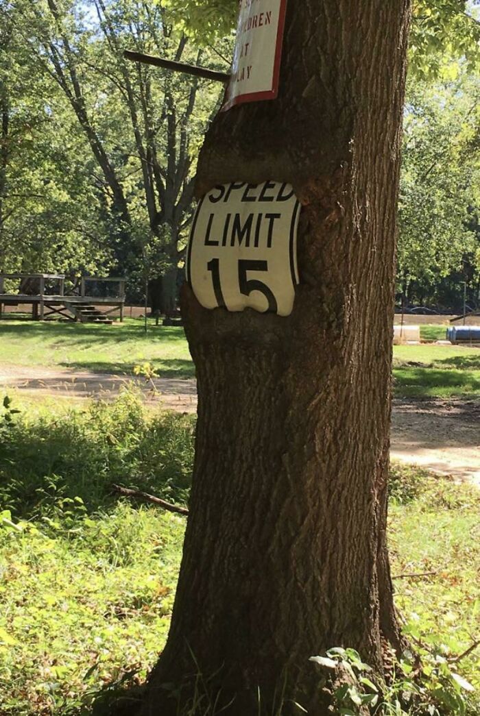 77 Unsettling Yet Fascinating Pictures Of Trees Eating Things People Left Behind