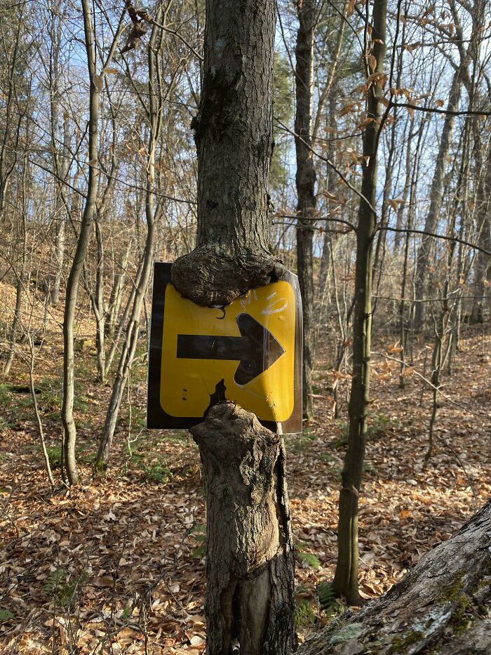 77 Unsettling Yet Fascinating Pictures Of Trees Eating Things People Left Behind